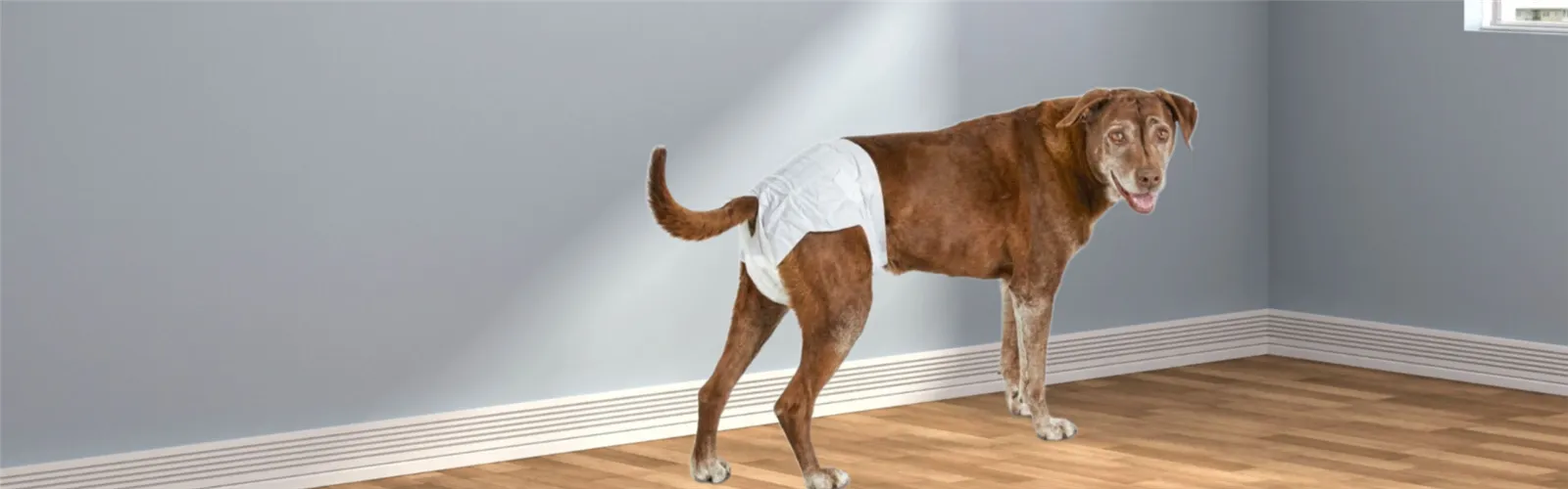 Tianjin Yiyi Dog Diaper Tianjin Yiyi Dog Diaper